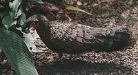 Malayan Peacock Pheasant - Polyplectron malacense