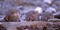 Tibetan Partridge - Perdix hodgsoniae