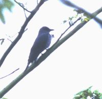 Bar-bellied Cuckooshrike - Coracina striata