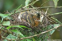 Crested Jay - Platylophus galericulatus