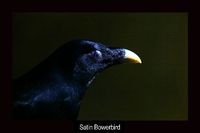 Satin Bowerbird