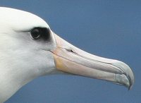 Laysan Albatross - Phoebastria immutabilis