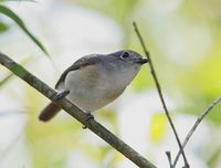 Red-tailed Vanga (Calicalius madagascariensis) photo