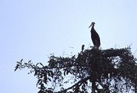 Storm's Stork - Ciconia stormi