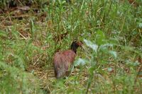 Madagascar Ibis - Lophotibis cristata