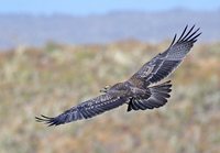 Black-chested Buzzard-Eagle - Geranoaetus melanoleucus