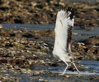 Great Thick-knee - Burhinus recurvirostris