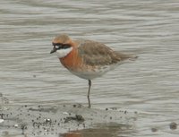 Lesser Sandplover - Charadrius mongolus