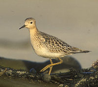 Buff-breasted Sandpiper (Tryngites subruficollis) photo