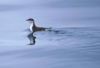 Xantus's Murrelet (Synthliboramphus hypoleucus) photo