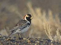 Lapland Longspur (Calcarius lapponicus) photo