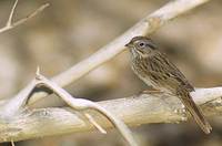 Lincoln's Sparrow (Melospiza lincolnii) photo