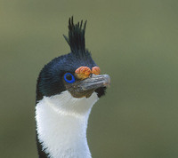 Imperial (Blue-eyed) Shag (Phalacrocorax atriceps) photo