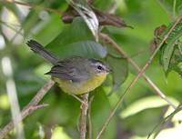 Golden-crowned Warbler (Basileuterus culicivorus) photo