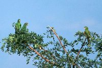 White-eyed Parakeet - Aratinga leucophthalmus