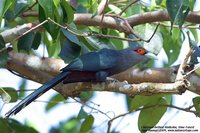 Chestnut-bellied Malkoha - Phaenicophaeus sumatranus