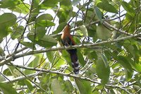 Black-bellied Cuckoo - Piaya melanogaster
