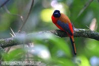 Scarlet-rumped Trogon - Harpactes duvaucelii