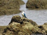 Beach Kingfisher - Todirhamphus saurophaga