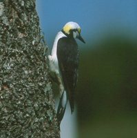 White Woodpecker - Melanerpes candidus