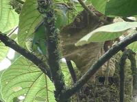 Grauer's Broadbill - Pseudocalyptomena graueri