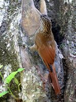 Streak-headed Woodcreeper - Lepidocolaptes souleyetii