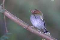 Fork-tailed Tody-Tyrant - Hemitriccus furcatus