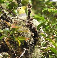 Long-tailed Silky-flycatcher - Ptilogonys caudatus