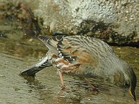 Alpine Accentor - Prunella collaris