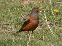 Chestnut Thrush - Turdus rubrocanus