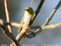 Silver-eye - Zosterops lateralis