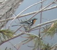 Yellow-throated Warbler - Dendroica dominica