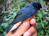 Cinnamon-bellied Flowerpiercer - Diglossa baritula