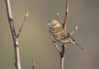 Vesper Sparrow - Pooecetes gramineus