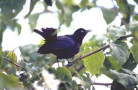 Carib Grackle - Quiscalus lugubris