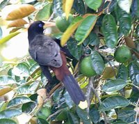 Crested Oropendola - Psarocolius decumanus