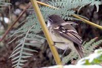 Piojito Gargantilla - White-throated Tyranulet - Mecocerculus leucophrys