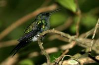 Violet-capped  woodnymph   -   Thalurania  glaucopis   -   Driade  capoviola