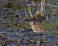 Pectoral Sandpiper