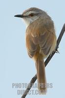 Tawny flanked Prinia stock photo