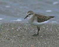 Red-necked Stint