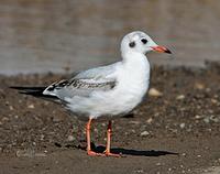 Black-headed Gull Larus ridibundus