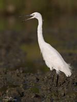 Little Egret