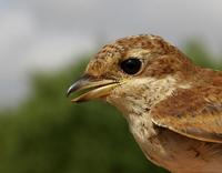 Red-backed Shrike (Lanius collurio), 1K