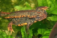 : Cynops ensicauda