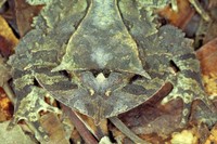 : Proceratophrys subguttata