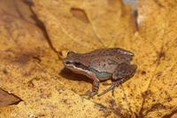 : Pseudacris triseriata; Western Chorus Frog