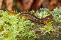 : Rhyacotriton kezeri; Columbia Torrent Salamander