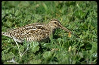 : Gallinago magellanica; Magellan Snipe