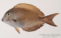 : Acanthurus nigrofuscus